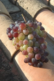 Las Pinedas grapes